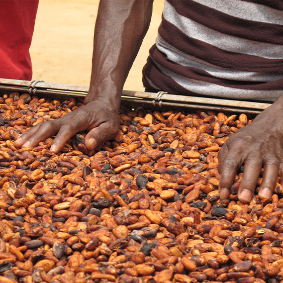 Brings the cocoa sector together