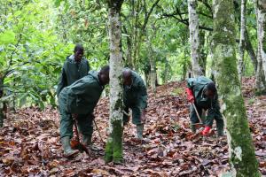 Community Service Group members performing agricultural work at cocoa farm