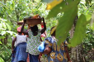 women carrying cocoa pods on their heads