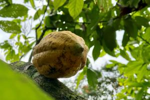 cocoa pod