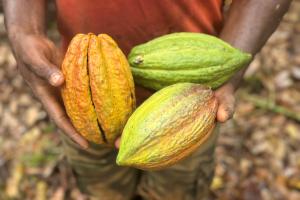 cocoa pods