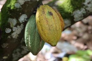 cocoa pods on tree