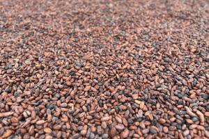 cocoa beans drying