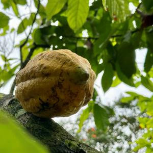 cocoa pod hanging from tree