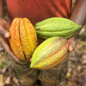 cocoa pods