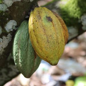 cocoa pods on tree