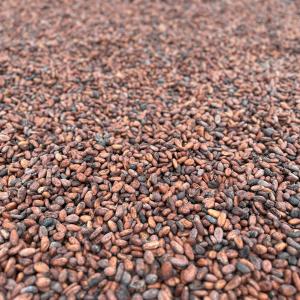 cocoa beans drying