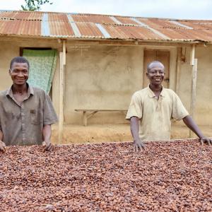 two men behind a table with cocoa beans drying