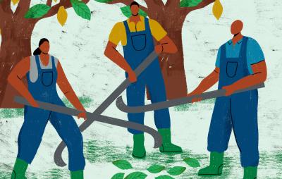 illustration of three workers at a cocoa farm