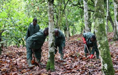 Community Service Group members performing agricultural work at cocoa farm