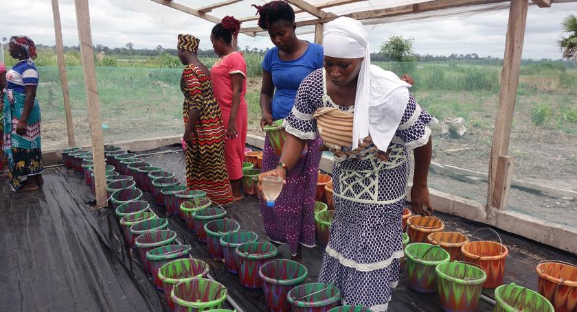 hydroponic farming