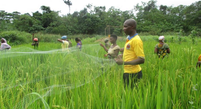 A group of beneficiaries covering rice stalks on one of the farms in Yawboadi