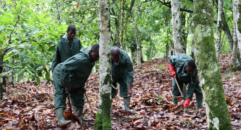 Community Service Group working in cocoa farm