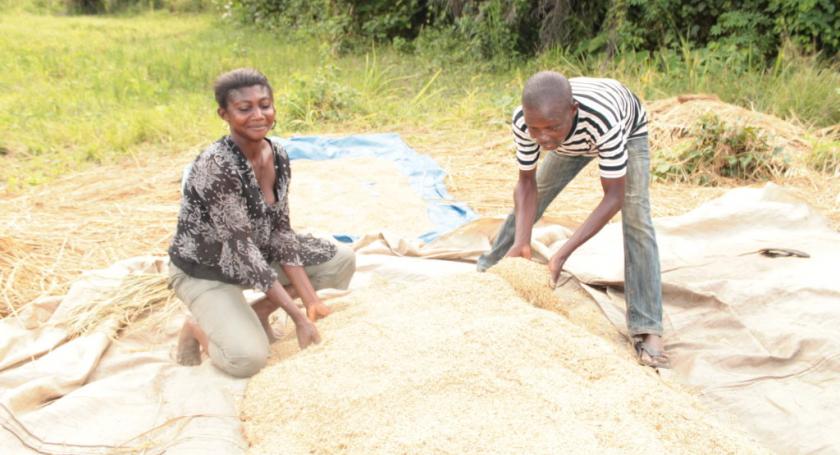 Sophia Abrefi, drying some harvested rice with her husband