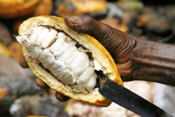 Cocoa pod