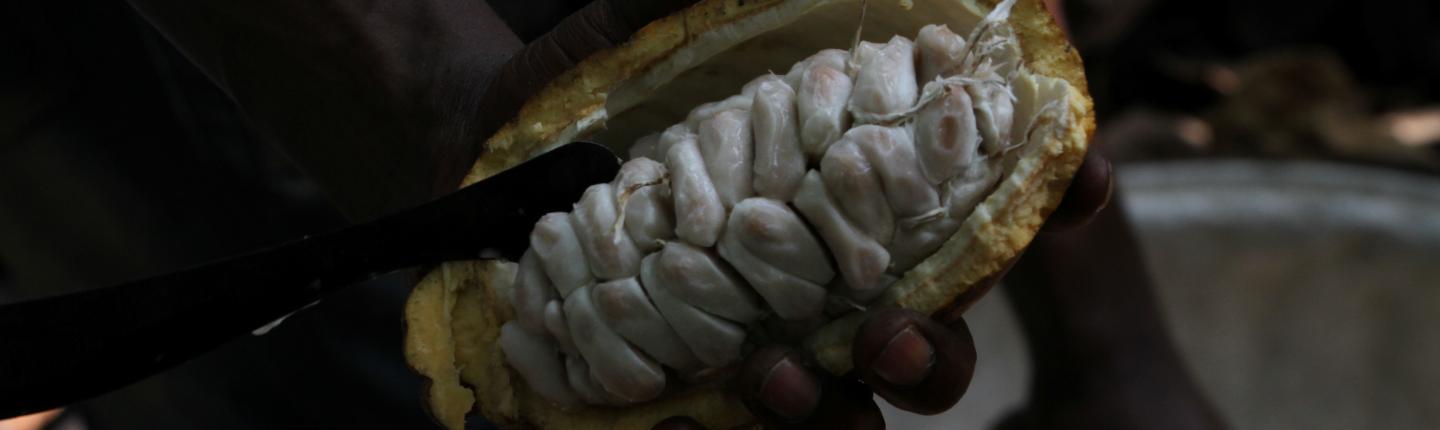 Cocoa beans being removed from pod