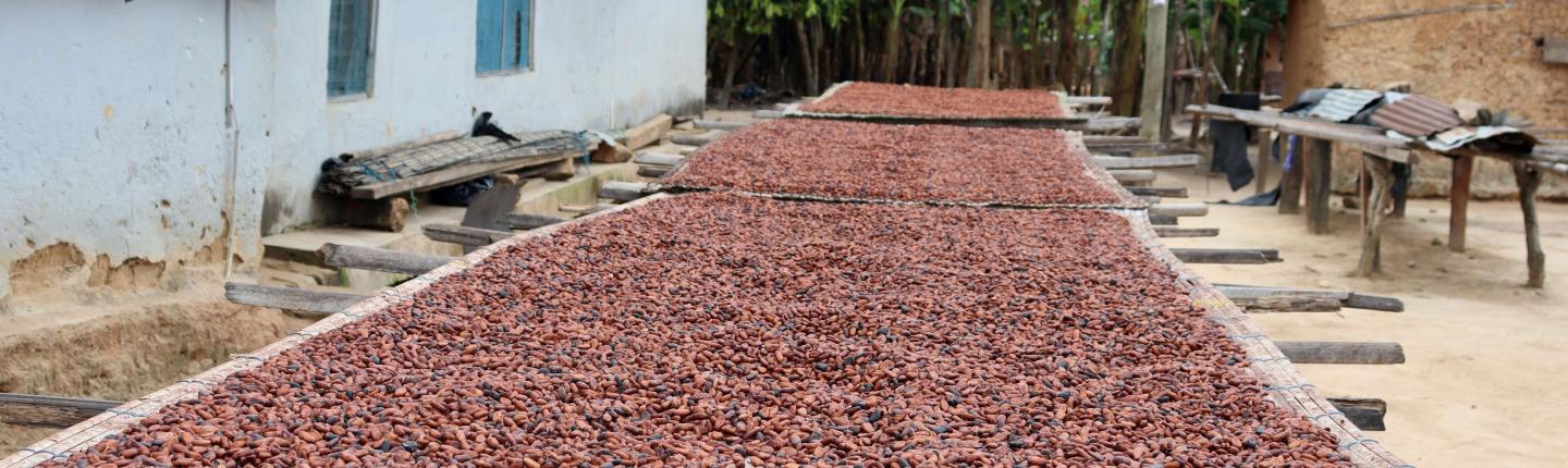 cocoa beans drying in cocoa growing community